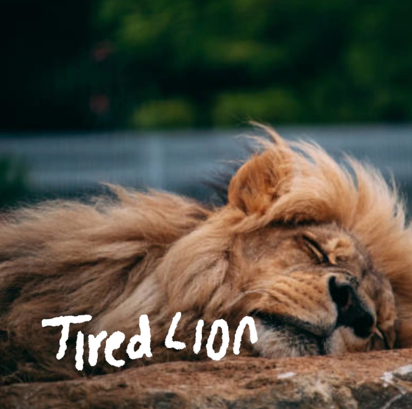 Tired Lion