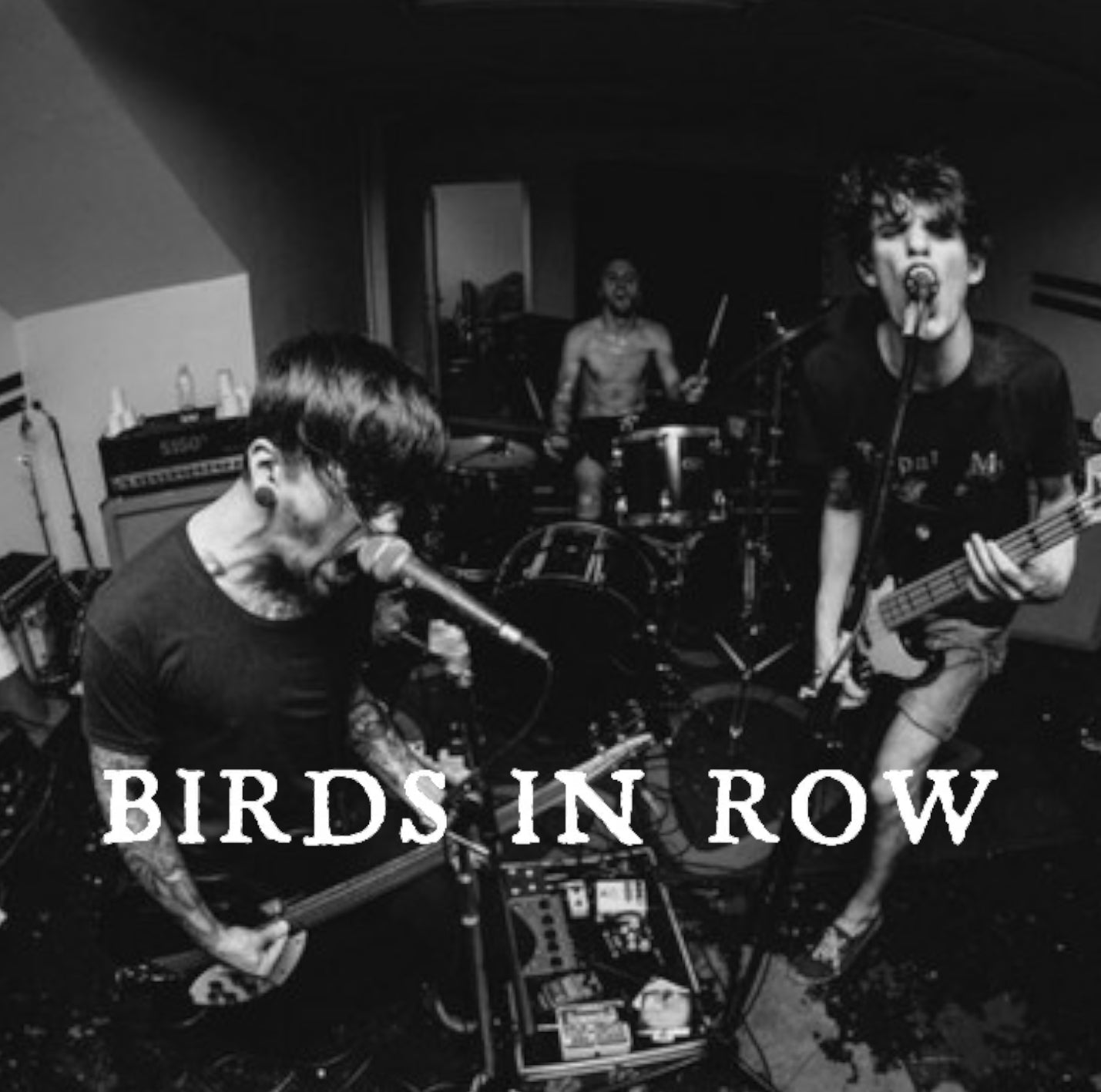 Birds In Row